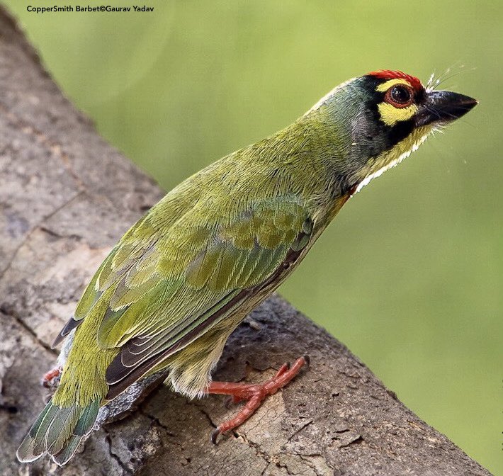 CopperSmithBarbet©️GauravYadav
************************************
@IndiAves #BBCWildlifePOTD #wildlifephotography #bestbirdshots #biodiversity #Bird #birdsofafeather #birdsoftwitter #indiaves #nikonasia #NatGeoWild #NaturePhotography #WorldWithoutNature #TwitterNatureCommunity