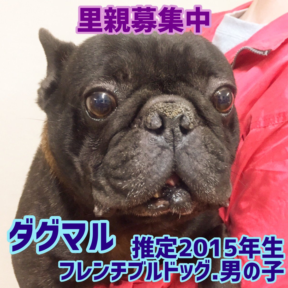 保護犬カフェ 鶴橋店 里親募集中 ブリーダー崩壊での保護から里親募集を開始した子です 体重13キロのしっかりした子です 譲渡には審査があります 他の店舗へ移動している可能性があります 問い合わせはお電話で 保護犬カフェ鶴橋店 06 4309 8715 保護犬カフェ 鶴橋店 里親募集中 ブリーダー崩壊での保護から里親募集を開始した子です 体重13キロのしっかりした子です 譲渡には審査があります 他の店舗へ移動している可能性があります 問い合わせはお電話で 保護犬カフェ鶴橋店 06 4309 8715