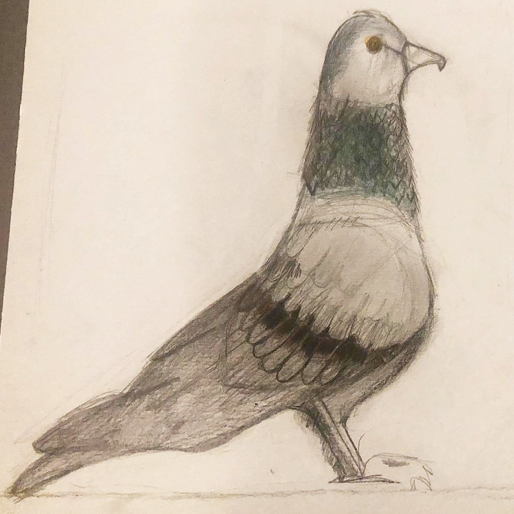 Pigeon Drawing Stock Illustrations – 13,569 Pigeon Drawing Stock  Illustrations, Vectors & Clipart - Dreamstime