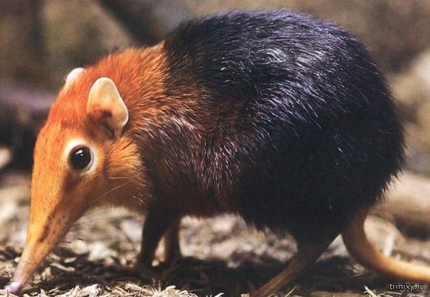 Хоботковая собачка петерса красная книга. Почему хоботковая собачка оказалась на грани исчезновения. Почему хоботковая собачка оказалась на грани исчезновения. Почему хоботковая собачка оказалась на грани исчезновения. Хоботковая улыбка.