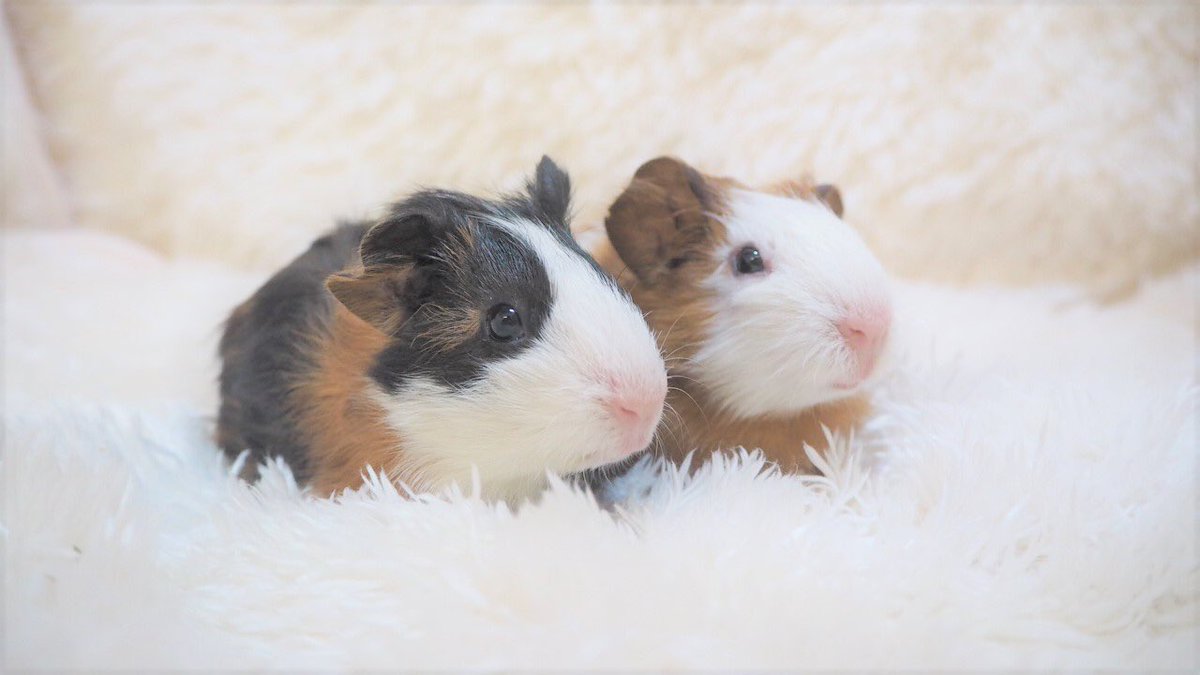 かねだい戸田店 ショートヘアーモルモット 21年２月生まれチェコ産 新入舎致しました ペット保険ご加入できます