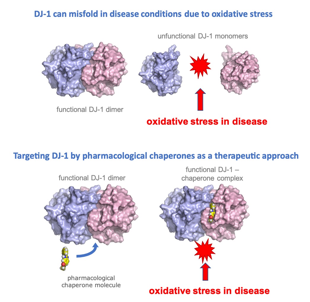 <a href="/cantabio/">Cantabio Pharmaceuticals</a>'s CEO, Dr. Toth, is presenting novel findings on therapeutic strategies targeting the DJ-1 protein misfolding linked to the onset of  #Parkinsons disease at the Targeting Protein Misfolding Congress on March 15, 2021 kisacoresearch.com/events/targeti…