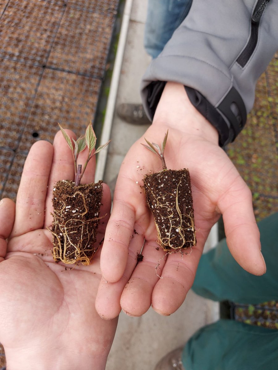 Gister samen met <a href="/Boom_inBusiness/">Boom in Business</a>  een wondergoed resultaat voor DCM Trichoderma in een proef kunnen aanschouwen. In de stekfase van het Wonder van Zundert: bijzondere nieuwe soort van Verpaalen-Herijgers:  #Cornus alba 'Miracle'!
<a href="/dcm_organic/">DCM</a> Instant TD zorgt voor  voorsprong
