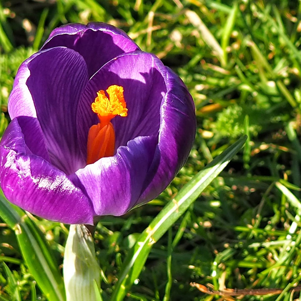 There's some stunning spring flowers in the park at the moment.  But don't think they are going to be enjoying much sunshine today