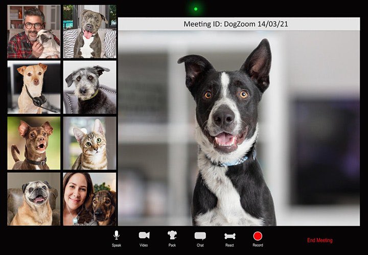 DogZoom: Our dogs are not inanimate objects! Join the debate 

Watch live on Twitter: <a href="/DogZoomUK/">DogZoom</a>
and on 
Facebook: <a href="/DogZoom/">supereb</a>

Ask questions using #DogZoom 

#DogTheftAwarenessDay Sunday, 14th March at 6pm supporting #PetTheftReform #FernsLaw 

PetTheftReform.com