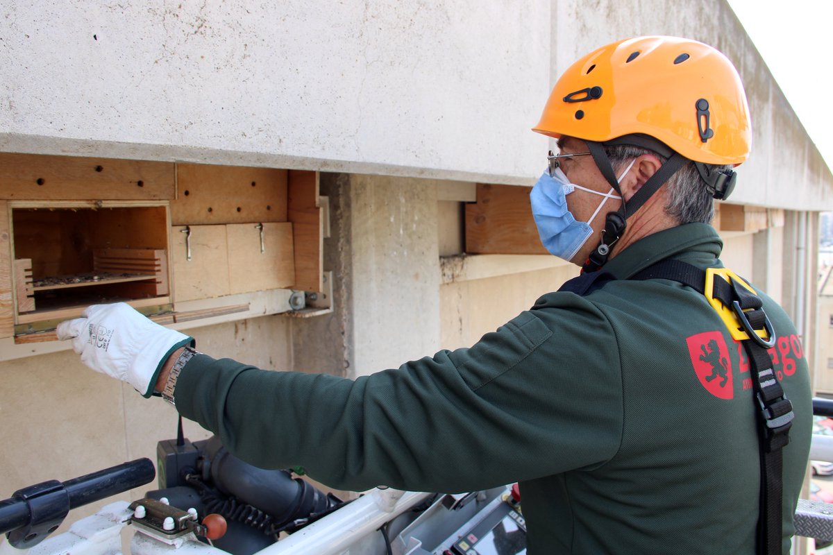 medioambienteZ's tweet image. Antes de que vuelvan de nuevo, inspeccionamos las cajas nido para #VencejoPálido ubicadas en un edificio municipal, para hacer un seguimiento de la colonia y favorecer su desarrollo. Interviene personal municipal de @BomberosZGZ y @medioambienteZ.

#ZGZmedioambiente #PallidSwift