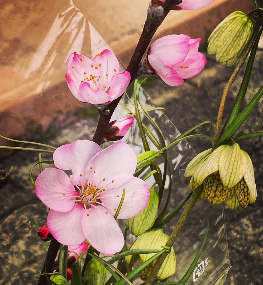 オルフェ アーモンドの花って初めて見ました 山北町の直売所 とれたて山ちゃんにて ２００円です 足柄上郡 山北町 フルーツの花 野菜の花