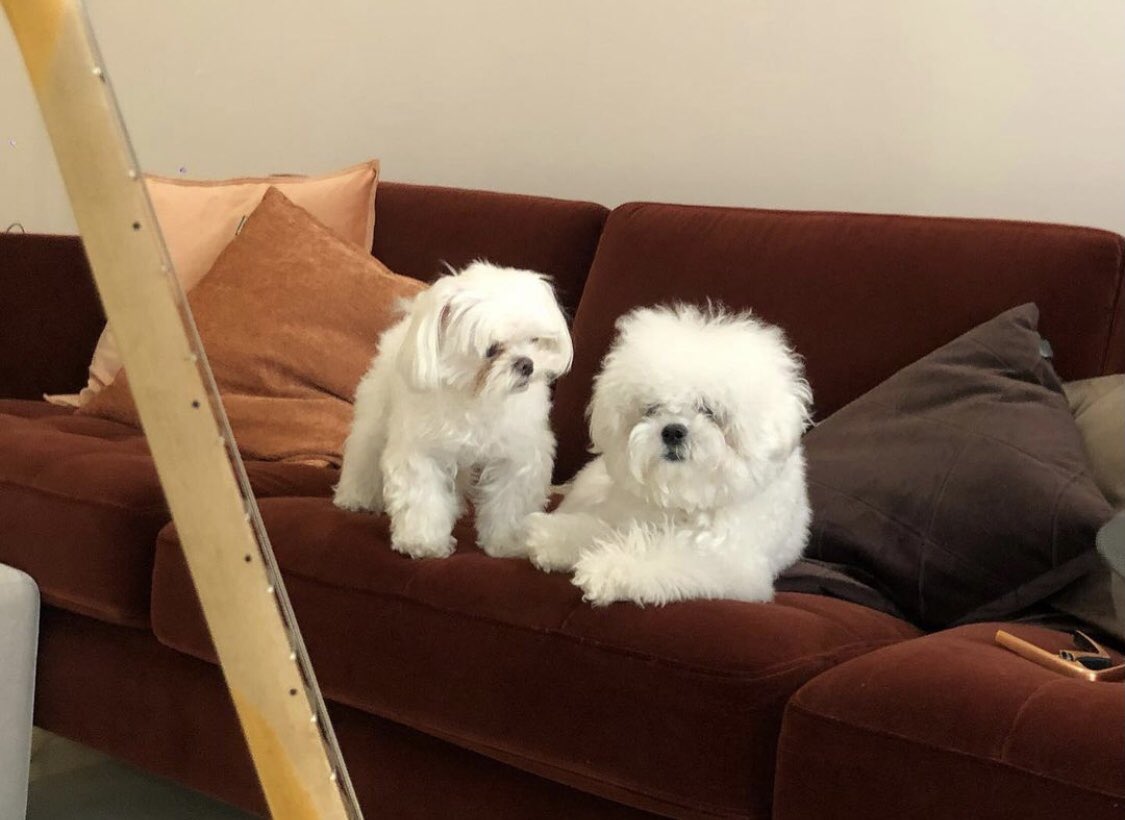 Go_Suzy1010's tweet photo. 사랑해 아가들ㅠㅠ❤️❤️ 오래오래 살아줘❤️ https://t.co/I4Kw0PXKXq