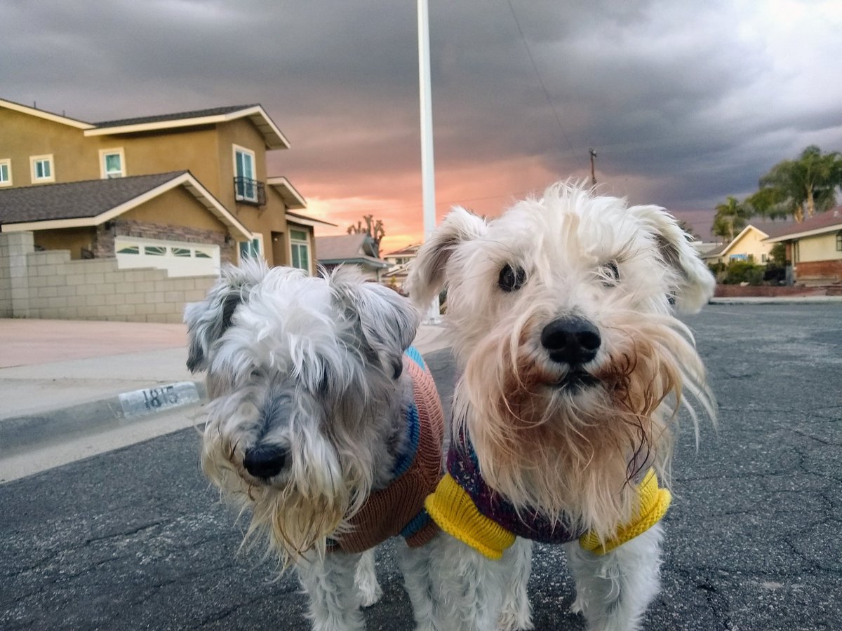 #NameThatTune

On a dark desert highway
Cool wind in my hair
Warm smell of colitas Rising up through the air
Up ahead in the distance
I saw a shimmering light
My head grew heavy & my sight grew dim
I had to stop for the night
🎶🎵🎶
#CaliforniaSunset
#SchnauzerGang
#schnauzerBros