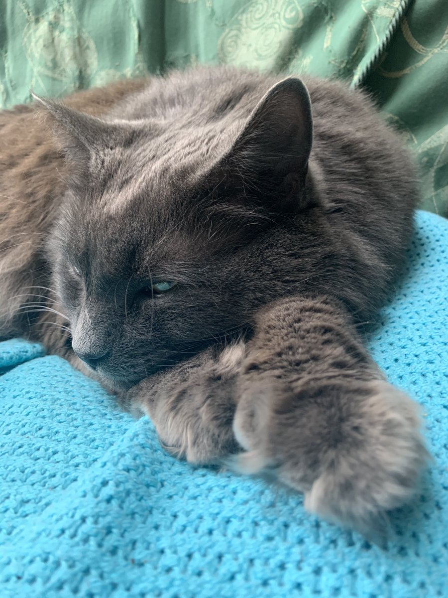 GeoffRedknap's tweet photo. This is a therapy cat.  Leon visits my 82 year old neighbour on his own.  Even walks with him in the hallway as he exercises.  #CatsOfTwitter #cats #leoncat #therapycat #caregiver #theraphyanimal https://t.co/lr39DVm5JE