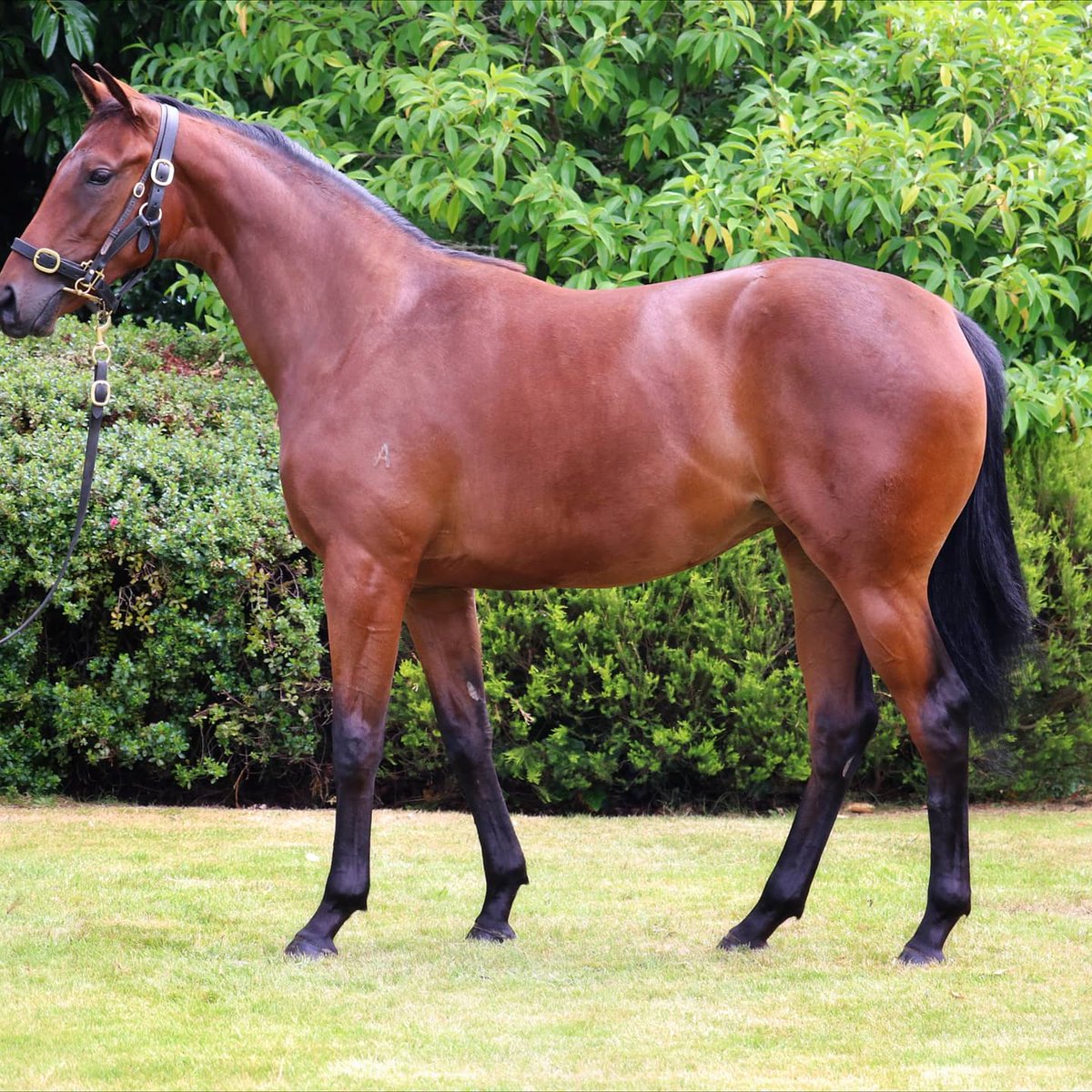 johnhyamracing's tweet photo. Very happy with our purchases from @KarakaChat &amp; @inglis_sales  from stallions Time Test, Proisir, Thronum &amp; Caravaggio, lovely strong types from winning families shares available breeding and costing click on the link https://t.co/Wz2QI0PgcL @RacingSA  #Winners https://t.co/vMYjGFzBr1