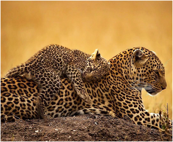 wilderheritage's tweet photo. Mothers Love ❤️🐆

You never know what you will experience on an African Safari.

#leopard #love #wildlife #nature #wildlifephotography #tanzaniasafaris #naturephotography #animals #photography #bird #wild #animal #travel #naturelovers #photooftheday #tanzaniawildlife #love https://t.co/YiNhgOpS6F