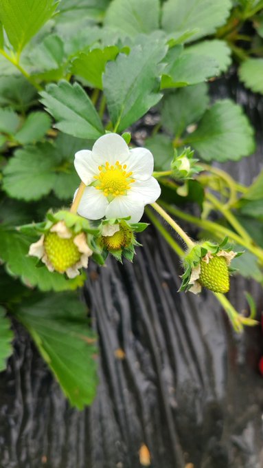 Twitterのコスプレ画像21