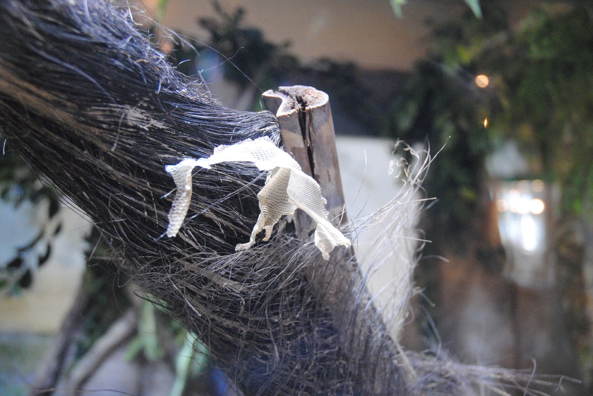 足立区生物園 誰かが脱皮した皮を残していきました 誰の皮かわかりますか 正解は インドシナウォータードラゴン 3月の初め頃から脱皮が始まり 本日ようやく終わったようです 脱皮前よりキレイに見える気がしませんか 足立区 生物園 おうちで 足立区生物園 誰かが脱皮した皮を残していきました 誰の皮かわかりますか 正解は インドシナウォータードラゴン 3月の初め頃から脱皮が始まり 本日ようやく終わったようです 脱皮前よりキレイに見える気がしませんか 足立区 生物園 おうちで
