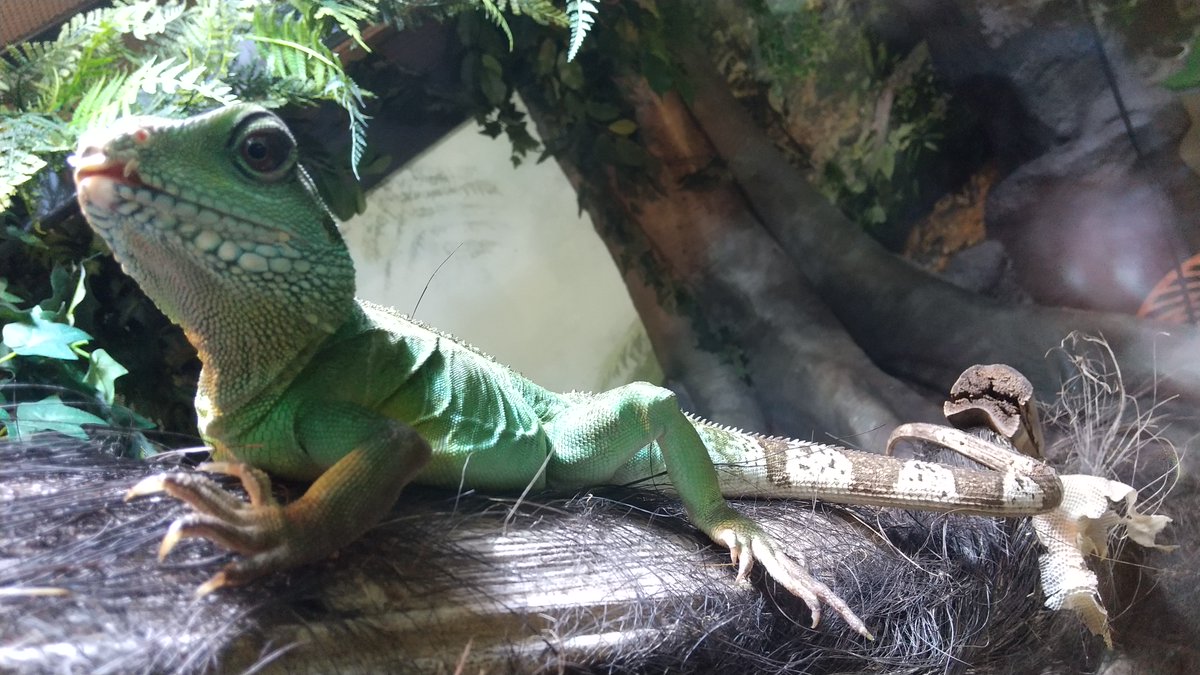 足立区生物園 誰かが脱皮した皮を残していきました 誰の皮かわかりますか 正解は インドシナウォータードラゴン 3月の初め頃から脱皮が始まり 本日ようやく終わったようです 脱皮前よりキレイに見える気がしませんか 足立区 生物園 おうちで 足立区生物園 誰かが脱皮した皮を残していきました 誰の皮かわかりますか 正解は インドシナウォータードラゴン 3月の初め頃から脱皮が始まり 本日ようやく終わったようです 脱皮前よりキレイに見える気がしませんか 足立区 生物園 おうちで