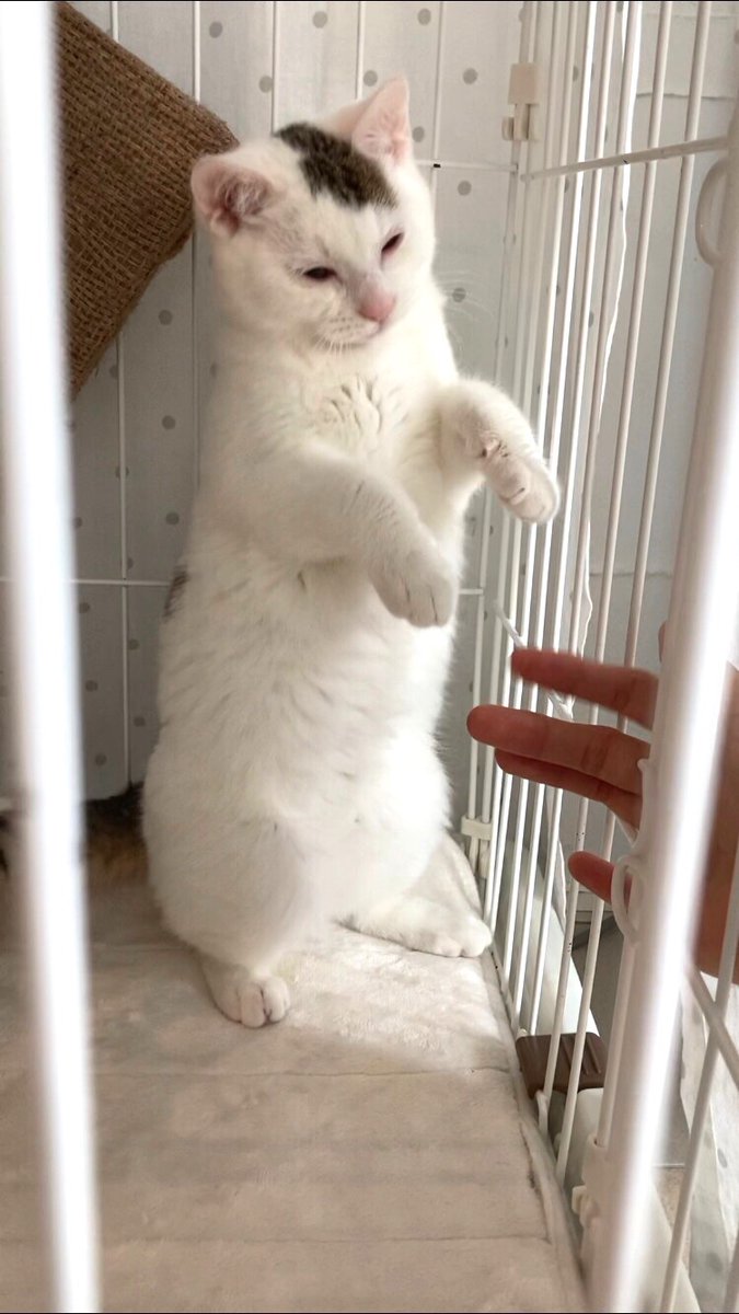 CATS_INN_TOKYO's tweet photo. たまに変な写真もお見せしたくなります…立ち上がる猫たちwww
本日も20時(最終入場19時)まで営業中★
ご予約は
Twitter、FacebookのDM または
tel 03-6312-8391 / 080-5069-6159
#保護猫カフェ #板橋 #里親募集 キャッツイン東京
#tkscit #pandacit #gyucit #dangocit https://t.co/dkDt714r5E