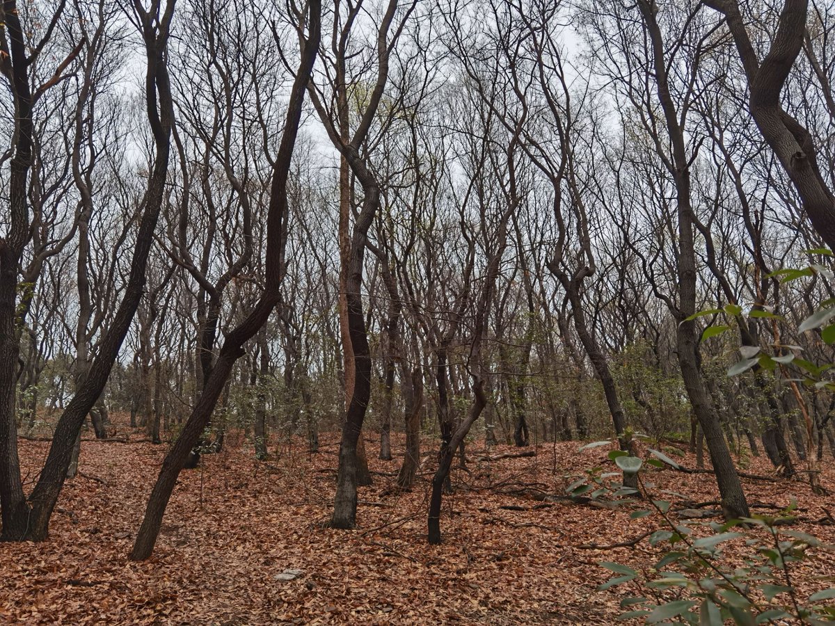 Plant more trees. Save the planet! Part of Coinpayu profit will go to tree planting.

Retweet this post, we will choose 3 random users to win 200 Dogecoin on March 16th.