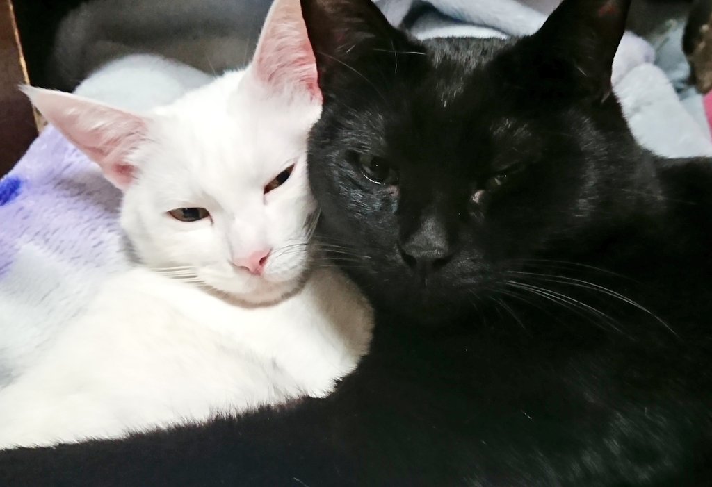 mico1210's tweet photo. 仲良し🐱🐱 https://t.co/f2uXK3ecUe