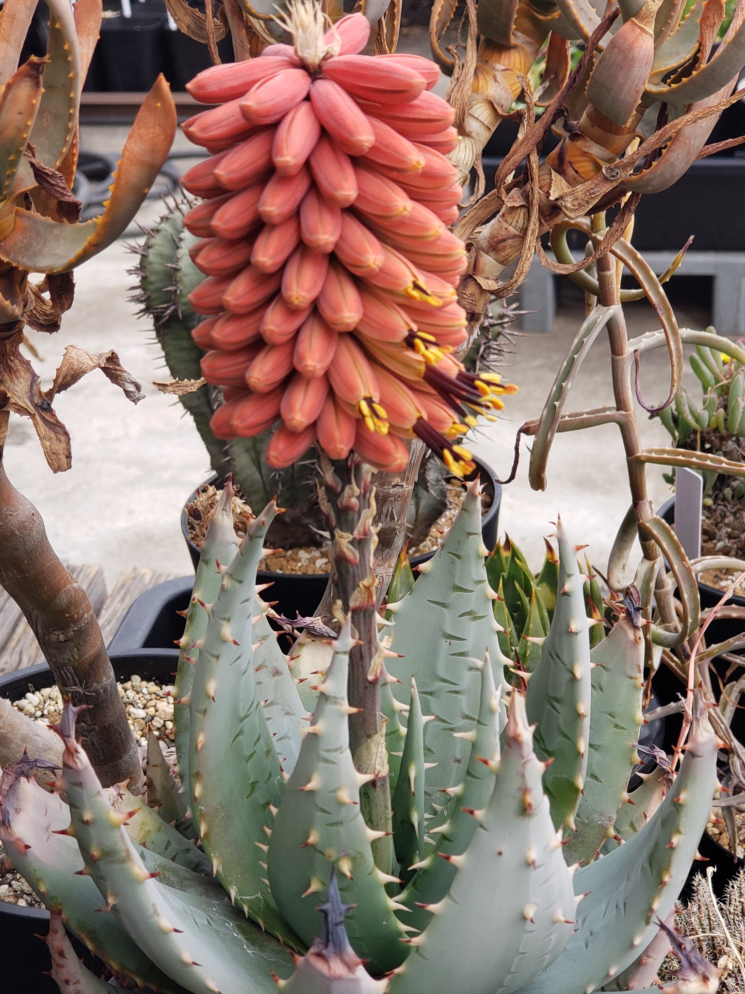 Twitter 上的 そりむらようじ C100日曜日西み24a アロエ ペグレラエ Aloe Peglerae の花が咲き始めました T Co Dfda53q7j1 Twitter