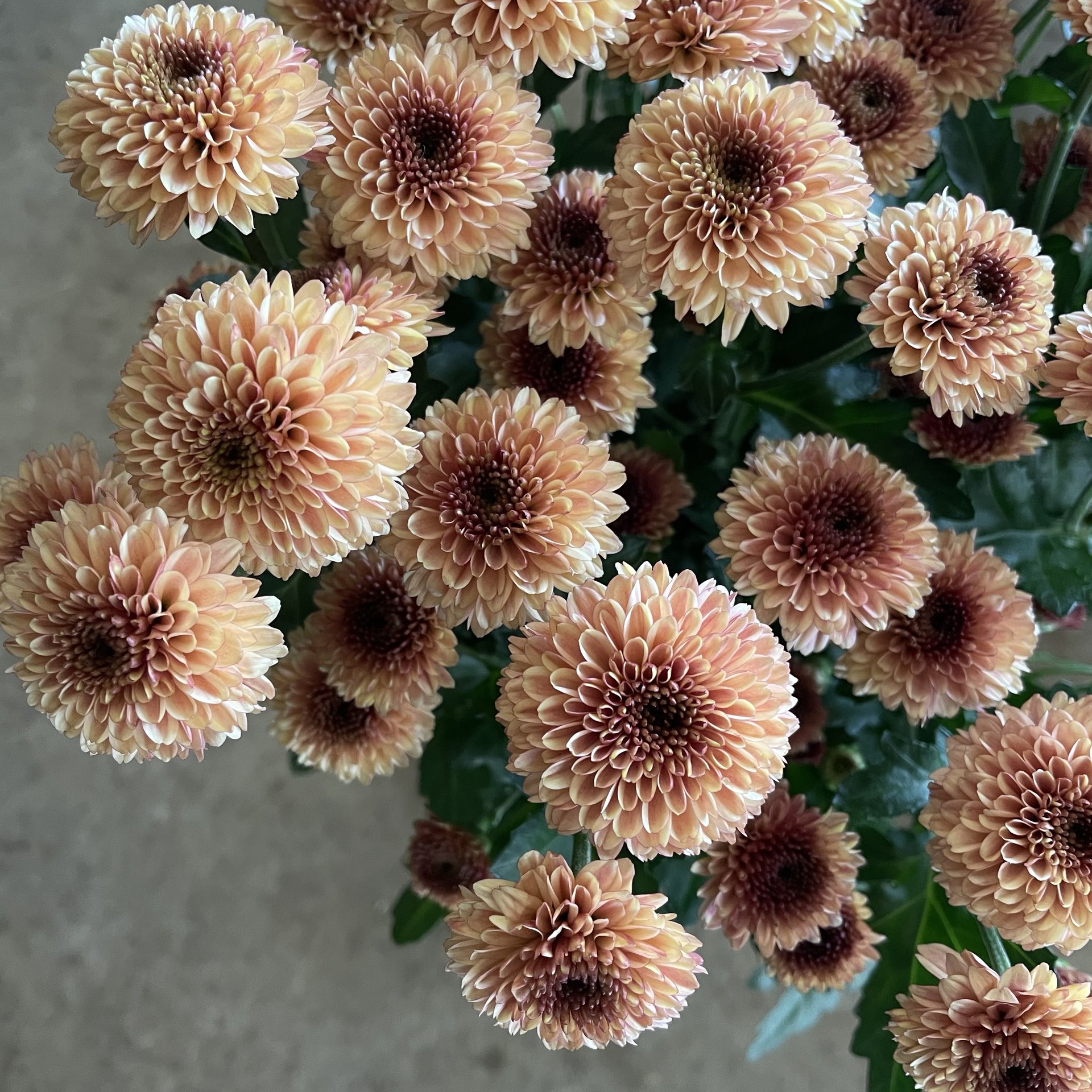 Twitter 上的 D Ici Peu 毎日ひと花 スプレーマム ドリアサーモン T Co Sryfv6tzri Twitter