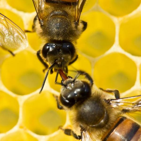 PatventionBees's tweet photo. When the little bee makes it back to the hive, it passes the nectar to another bee by regurgitating it into the next bee’s mouth. The nectar is passed from bee to bee until it is deposited in a chamber in the honeycomb. #beesness https://t.co/JIRkz34PqT