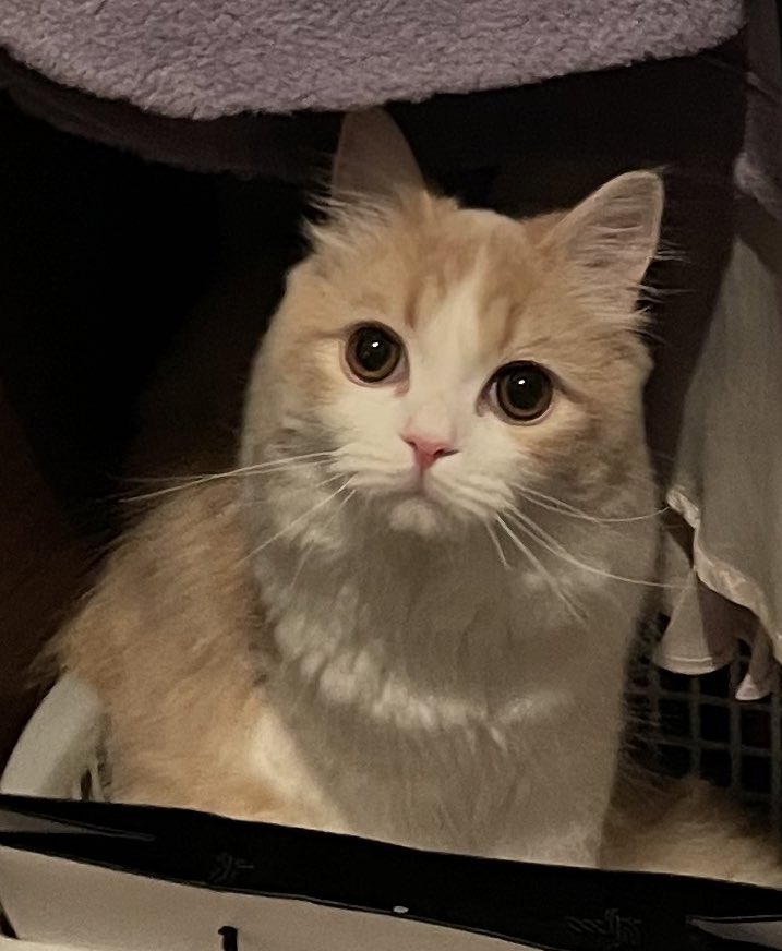 こなつ 一緒にお出かけしたそうなこなつ 猫 猫好きさん繋がりたい こなつ 一緒にお出かけしたそうなこなつ 猫 猫好きさん繋がりたい