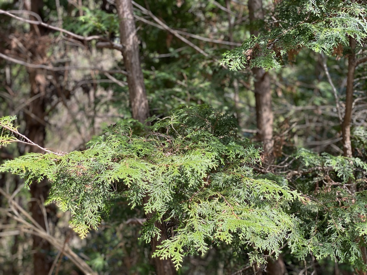 きーほくん Withマンボーヤ 公式 花粉症つらい 杉や檜の花粉 がぴょんぴょん飛んでいるにちがいないぞ でもね 季節が変われば みんなを苦しめている杉や檜 が集まる美林は 森林浴で心癒してくれるステキな場所なんだよ 左は杉 右は檜の葉っぱ