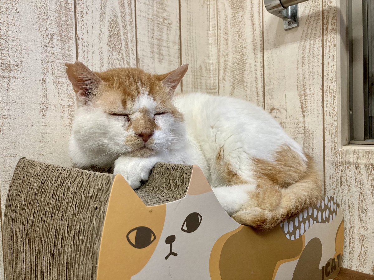 Uzivatel 関東4店 譲渡型猫カフェ にゃんくる Na Twitteru 川崎 デビさん 目が線になってます W 川崎 店では現在24匹の猫ちゃんが新しい家族を待っています 猫カフェ 里親募集 Uzivatel 関東4店 譲渡型猫カフェ にゃんくる Na Twitteru 川崎 デビさん 目が線になってます W 川崎 店では現在24匹の猫ちゃんが新しい家族を待っています 猫カフェ 里親募集