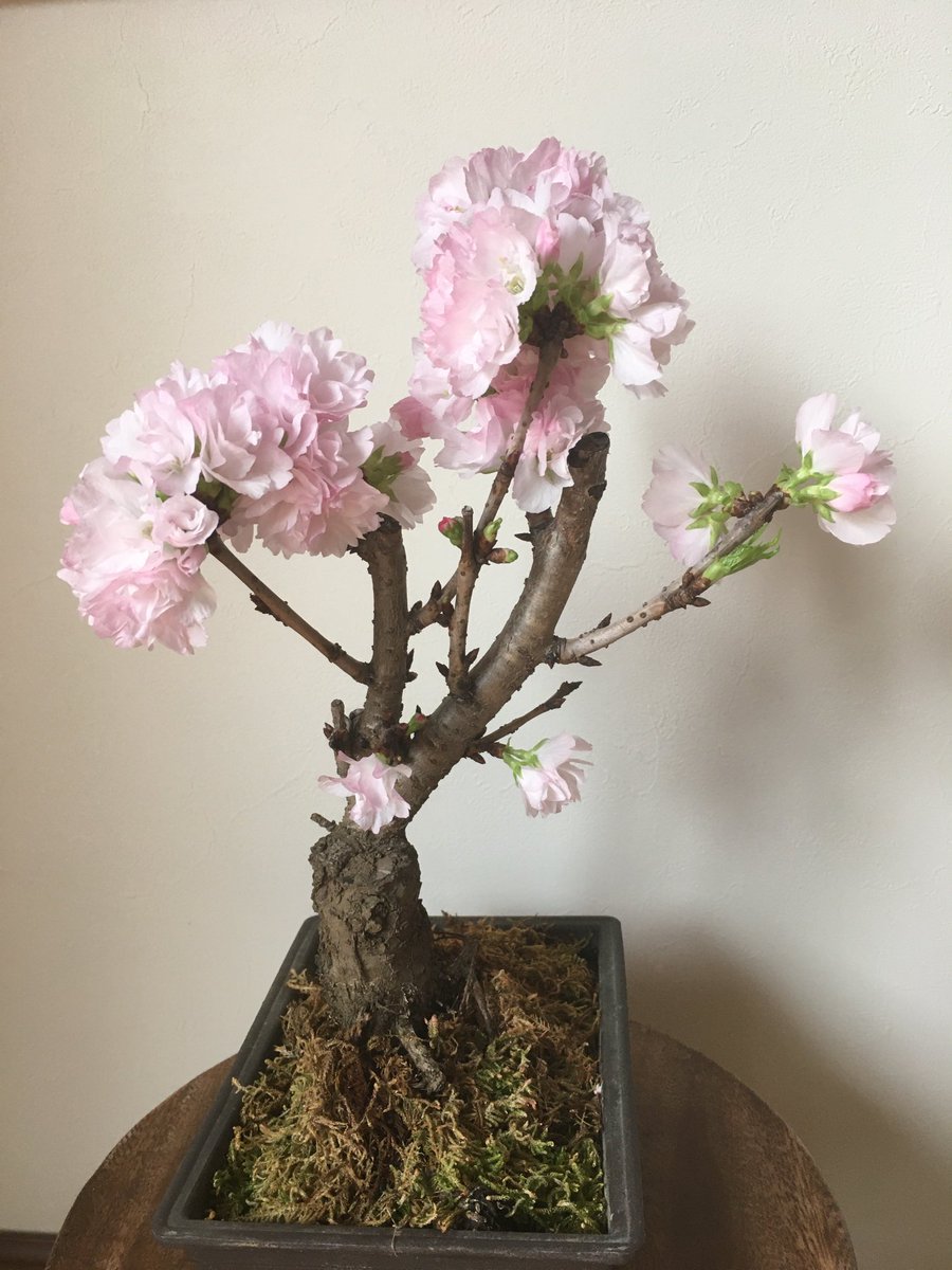 ココべー 今日の桜 家の中だと暖かいからかなぁ もう満開 東京などに関して桜咲く600度の法則と言われるものがあります これは2月1日から毎日の最高気温を足していき その積算気温が600度になった頃に桜 ソメイヨシノ が開花 ココべー 今日の桜 家の中だと暖かいからかなぁ もう満開 東京などに関して桜咲く600度の法則と言われるものがあります これは2月1日から毎日の最高気温を足していき その積算気温が600度になった頃に桜 ソメイヨシノ が開花