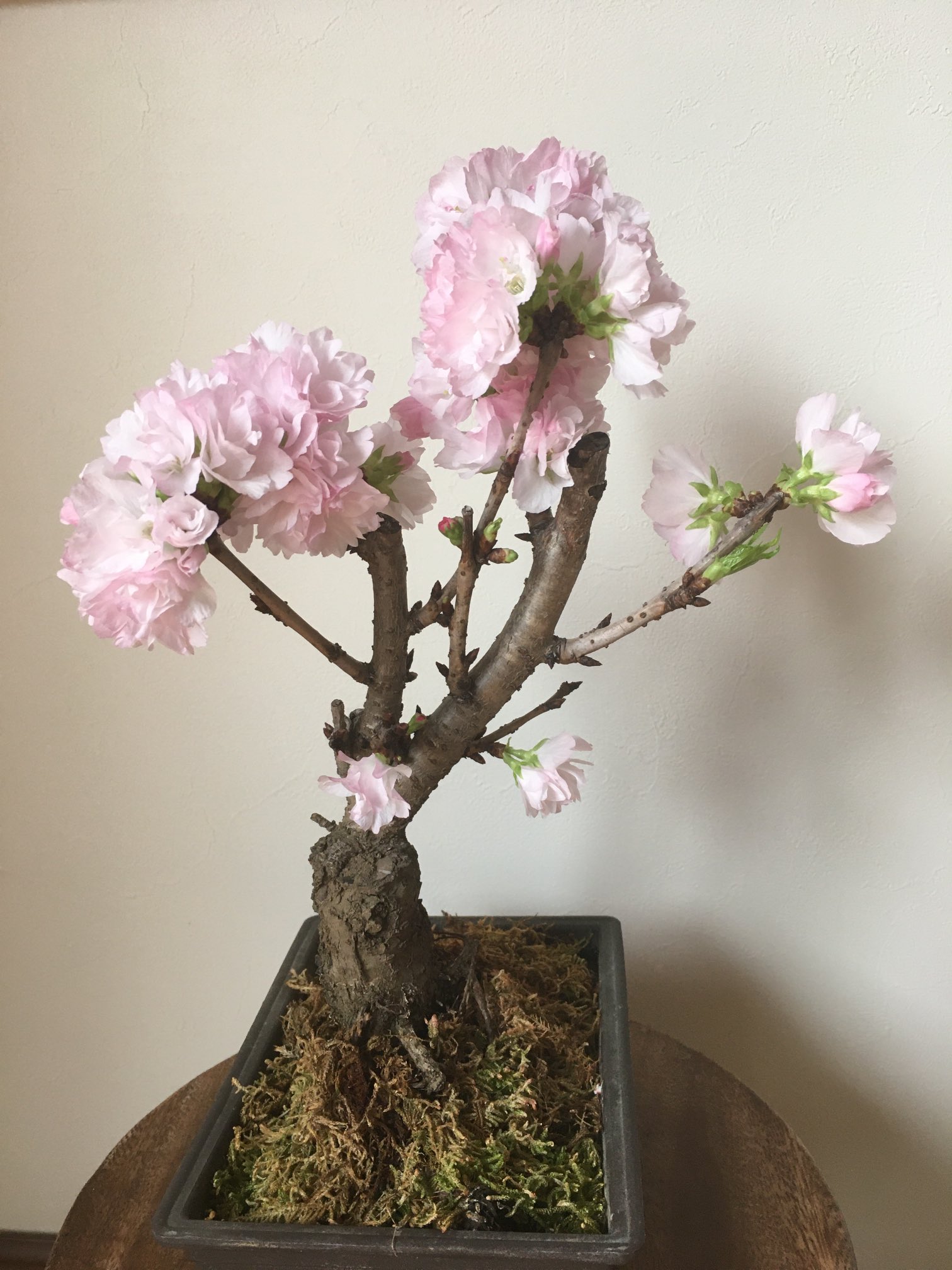 ココべー 今日の桜 家の中だと暖かいからかなぁ もう満開 東京などに関して桜咲く６００度の法則と言われるものがあります これは２月１日から毎日の最高気温を足していき その積算気温が６００度になった頃に桜 ソメイヨシノ が開花