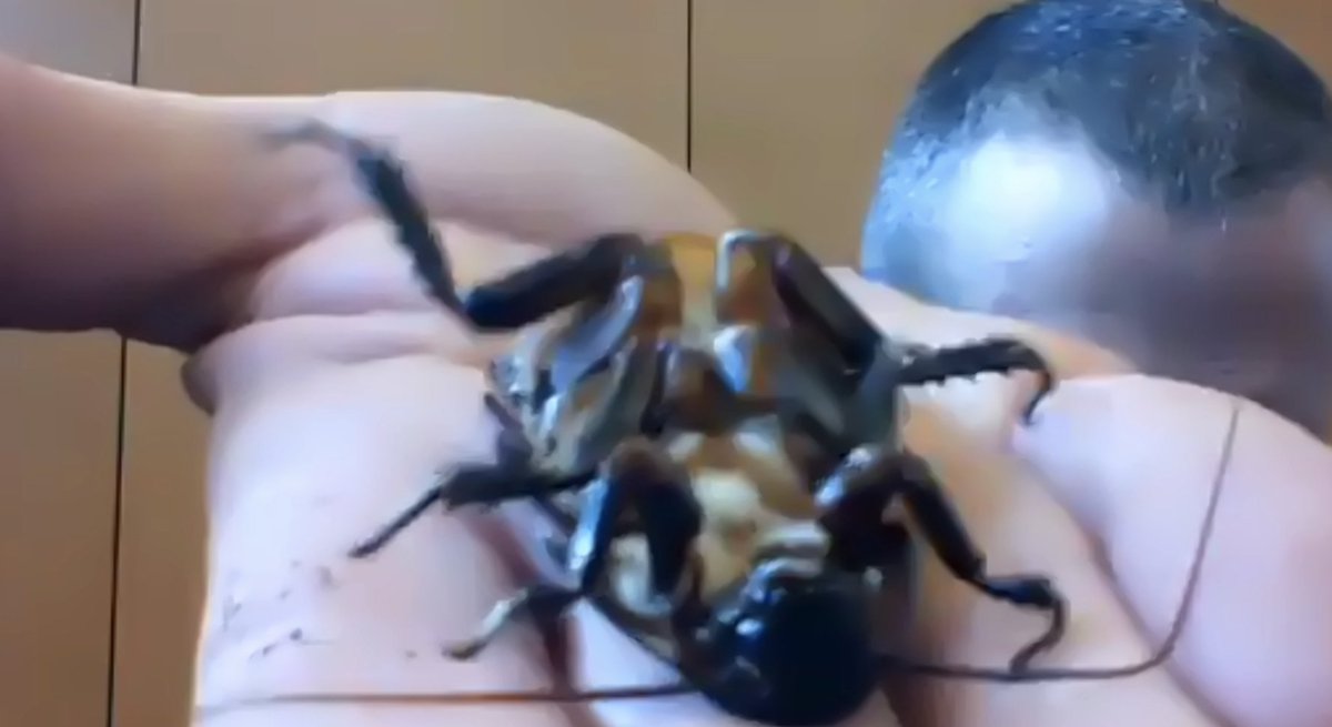 MrsReuterskiold's tweet photo. Got to visit with some of the creatures at @WaldenWestFound today for #VirtualScienceCamp! #5thgrade https://t.co/j9zfUz4pro