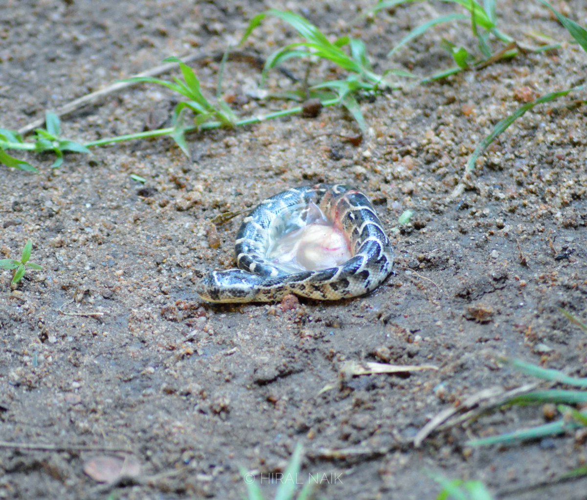 HiralNaik25's tweet image. I'm interrupting your news feed to bring you NEW BORN PUFF ADDERS! 🐍
It was an incredible experience to watch a female #puffadder giving birth to its live young and watching them shed for the first time. #Snakes are really majestic animals &amp;amp; I hope people can appreciate them!