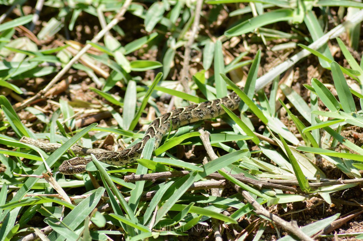 HiralNaik25's tweet image. I'm interrupting your news feed to bring you NEW BORN PUFF ADDERS! 🐍
It was an incredible experience to watch a female #puffadder giving birth to its live young and watching them shed for the first time. #Snakes are really majestic animals &amp;amp; I hope people can appreciate them!