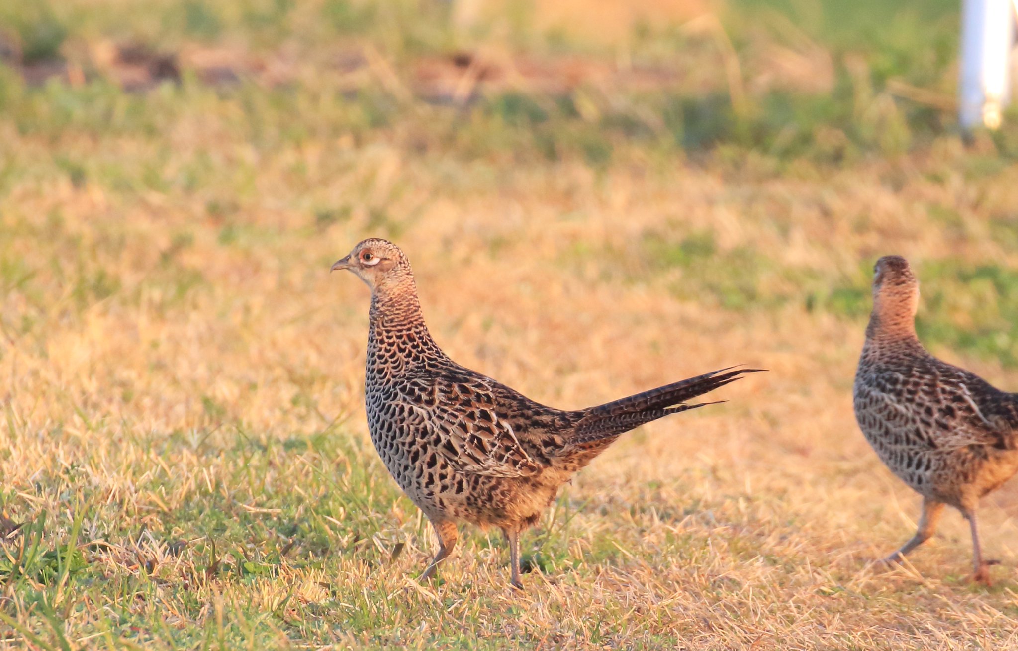 Chibull 野鳥 キジ メスを撮っていたら 土手向こうにいたオスが形相を変えて突進して来ました あ 恐ろしかった Japanese Pheasant