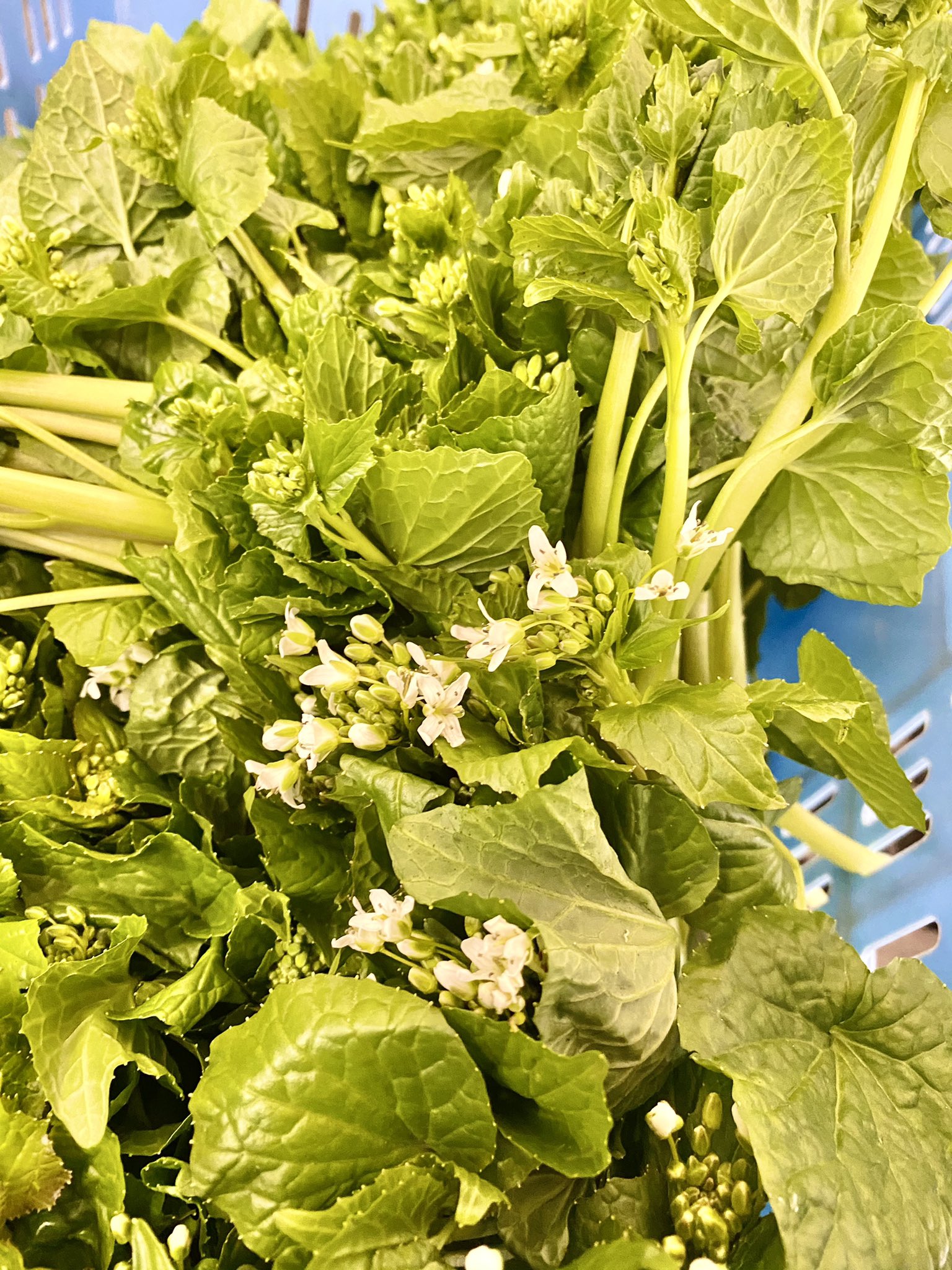 奥多摩わさび本舗 山城屋 お待たせいたしました 花わさび入荷致しました 予約のお客様には確認のお電話さしあげます 店舗での販売は明日正午頃からの予定です 奥多摩 わさび 花わさび 数量限定 T Co Lr3lqizsly Twitter
