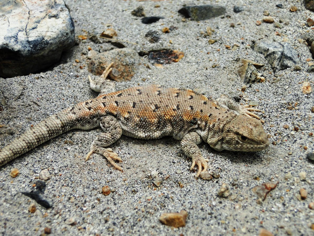 herps_peru's tweet photo. Aarón et al. 2021. describieron recientemente una nueva especie endémica para Perú (Liolaemus yarabamba); descubierta a 2510 m.s.n.m. en el distrito de Yarabamba, provincia de Arequipa, departamento de Arequipa.

  https://t.co/VsWiTBByH7 https://t.co/ElJRqDz4zu