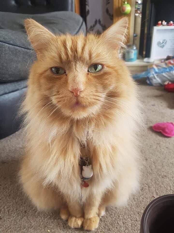 LitchfieldCraft's tweet photo. Hi all how are you doing? Today I want to share a small magnet with you that I painted for a dear friend of mine.. This is Scooby. I hope you like it? https://t.co/SMaaNrH1Sw