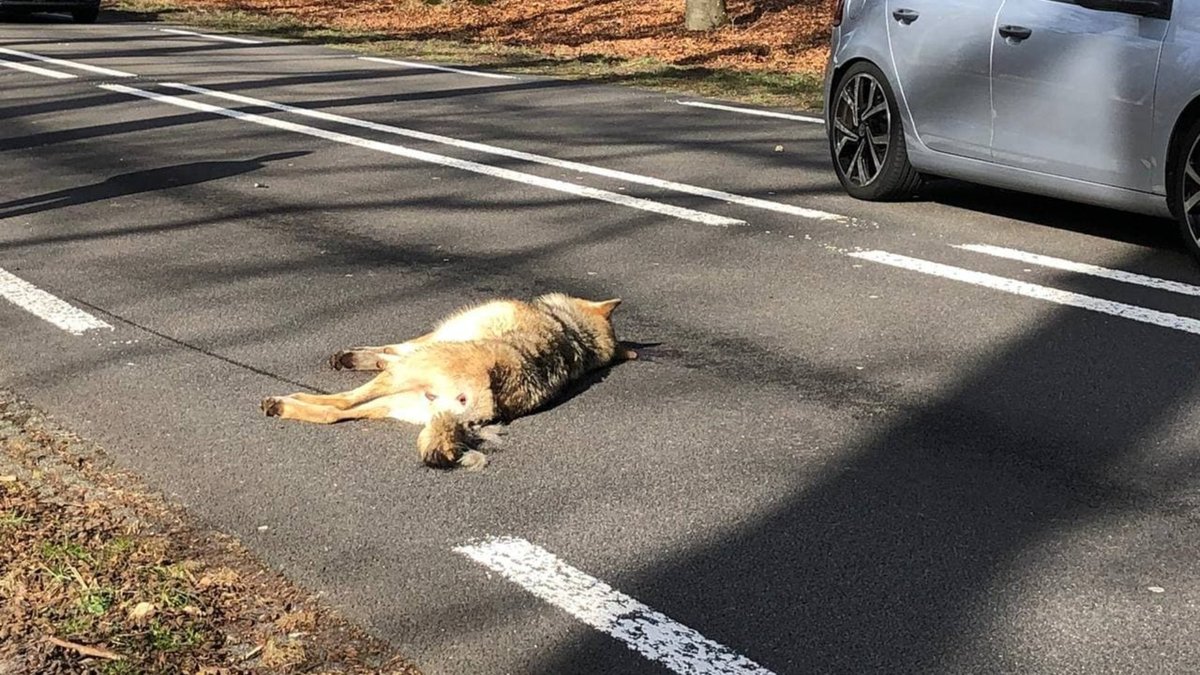 Aanrijding met wolf: oproep om snelheidslimiet te verlagen op N224..
