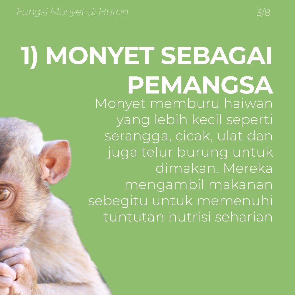 bdcvuthm's tweet photo. "Kebanyakan salah faham dan ancaman dari manusia adalah berpunca daripada persepsi kita yang tidak mengenal haiwan dengan sebaiknya. Dan amatlah malang jika kita terus berada di sisi kejahilan sehingga kepupusan haiwan itu berubah menjadi penyesalan" https://t.co/I2K4ZuLzuJ