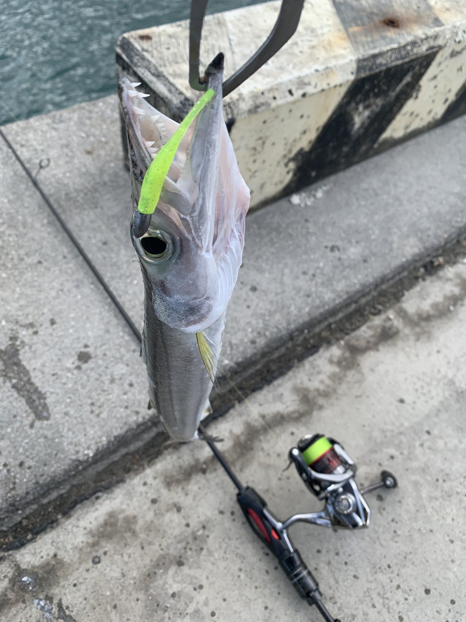 釣りビンボー T 渡嘉敷島 釣り Day2 渡嘉敷島上陸 状況把握も兼ねてルアーとオキアミの二刀流で渡嘉敷港内を片っ端から 釣り歩き アジングロッドにpe0 3号で獲った80オーバーのヤガラと45クラスのタイワンカマスは痺れた メッキとミーバイの姿が見え
