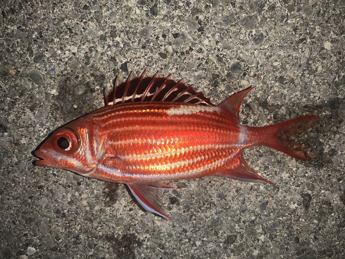 釣りビンボー T 渡嘉敷島 釣り Day2 渡嘉敷島上陸 状況把握も兼ねてルアーとオキアミの二刀流で渡嘉敷港内を片っ端から 釣り歩き アジングロッドにpe0 3号で獲った80オーバーのヤガラと45クラスのタイワンカマスは痺れた メッキとミーバイの姿が見え 釣りビンボー T 渡嘉敷島 釣り Day2 渡嘉敷島上陸 状況把握も兼ねてルアーとオキアミの二刀流で渡嘉敷港内を片っ端から 釣り歩き アジングロッドにpe0 3号で獲った80オーバーのヤガラと45クラスのタイワンカマスは痺れた メッキとミーバイの姿が見え