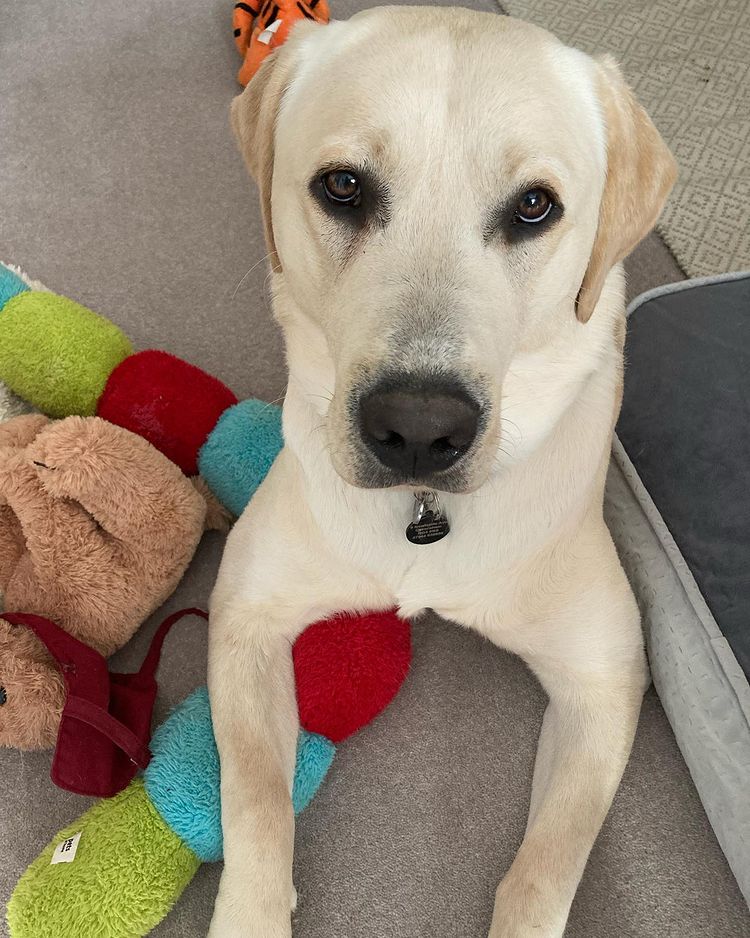 Hearing Dogs for Deaf People tweet media