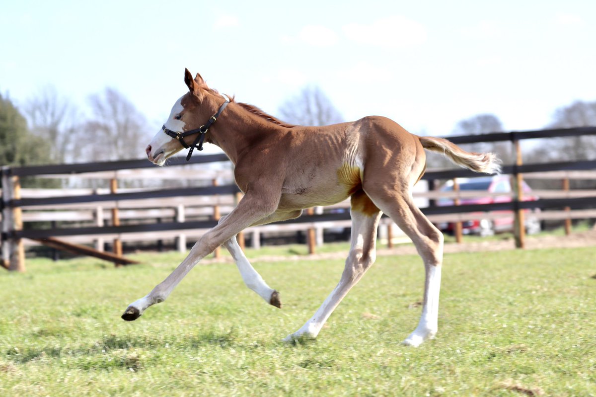 wickhamwicks's tweet photo. Masar filly pictured at 4 days old #LovesToRun #FlashyGirl😍 https://t.co/Z2gjNlc12c