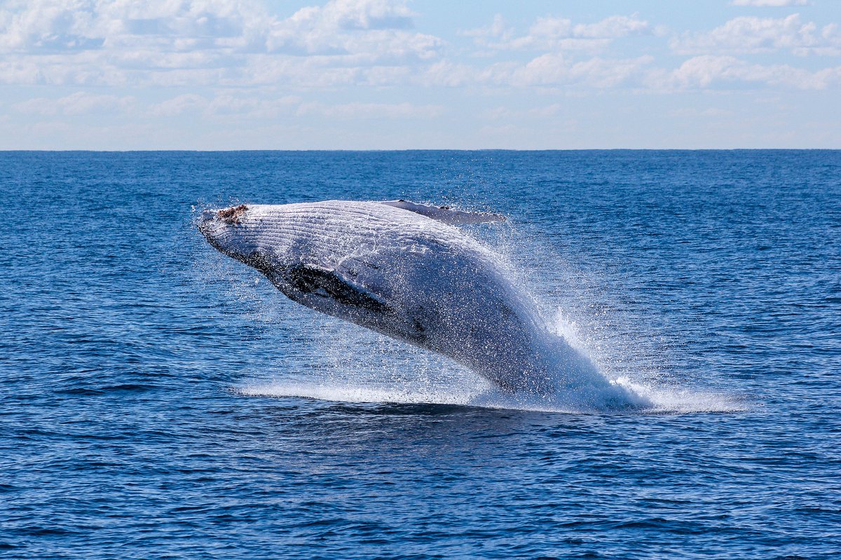 SeasAtRisk's tweet photo. NGOs urge governments to reduce #underwaternoise
🐬Some #Marine mammals are seriously threatened by #oceannoise
🔇Monitoring is not enough, we need bold & progressive actions to reduce #noisepollution
👉https://t.co/Z3pWviCFRM
@barbarapompili @SvenjaSchulze68 @Teresaribera https://t.co/kgJnxYPrOl