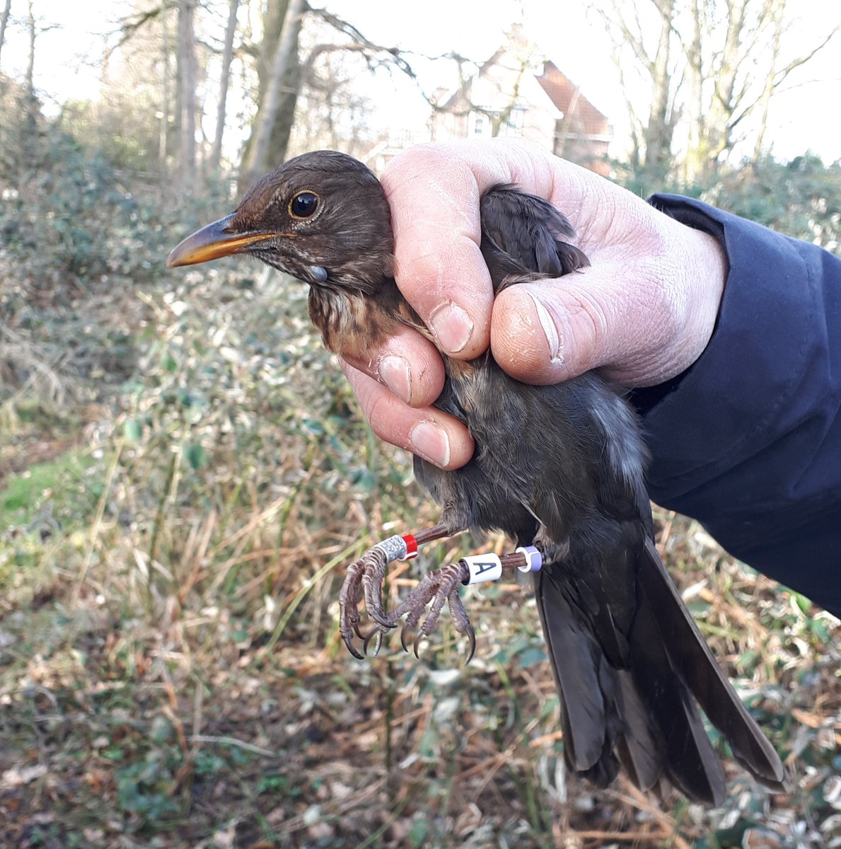 This morning we equipped the first Common blackbird with colour-rings for our project. We study their breeding success, survival and dispersal. Please keep an eye out for blackbirds (with colour-rings) in Wageningen and Nijmegen (NL)!