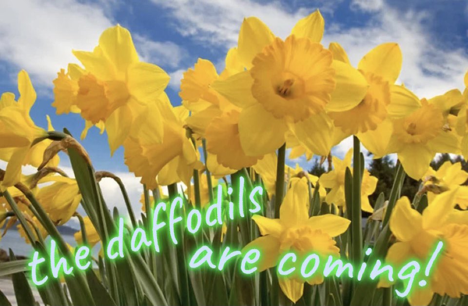 beautifydecatur's tweet image. #Spring2021 #DaysUntilSpring #SpringCountdown #daffodils