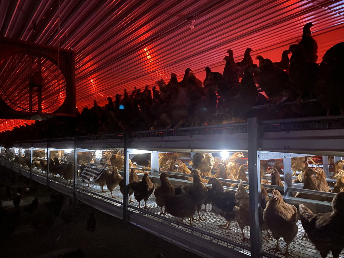 PottersUsa's tweet photo. And here they are! 

We’ve had a fantastic few days here in #kansas working with the farmers, their families and the installation teams to get the barns ready and it’s great to see the birds so quickly settling in and exploring the system top to bottom! 
#potterspoultryusa https://t.co/m4DeBkj47k