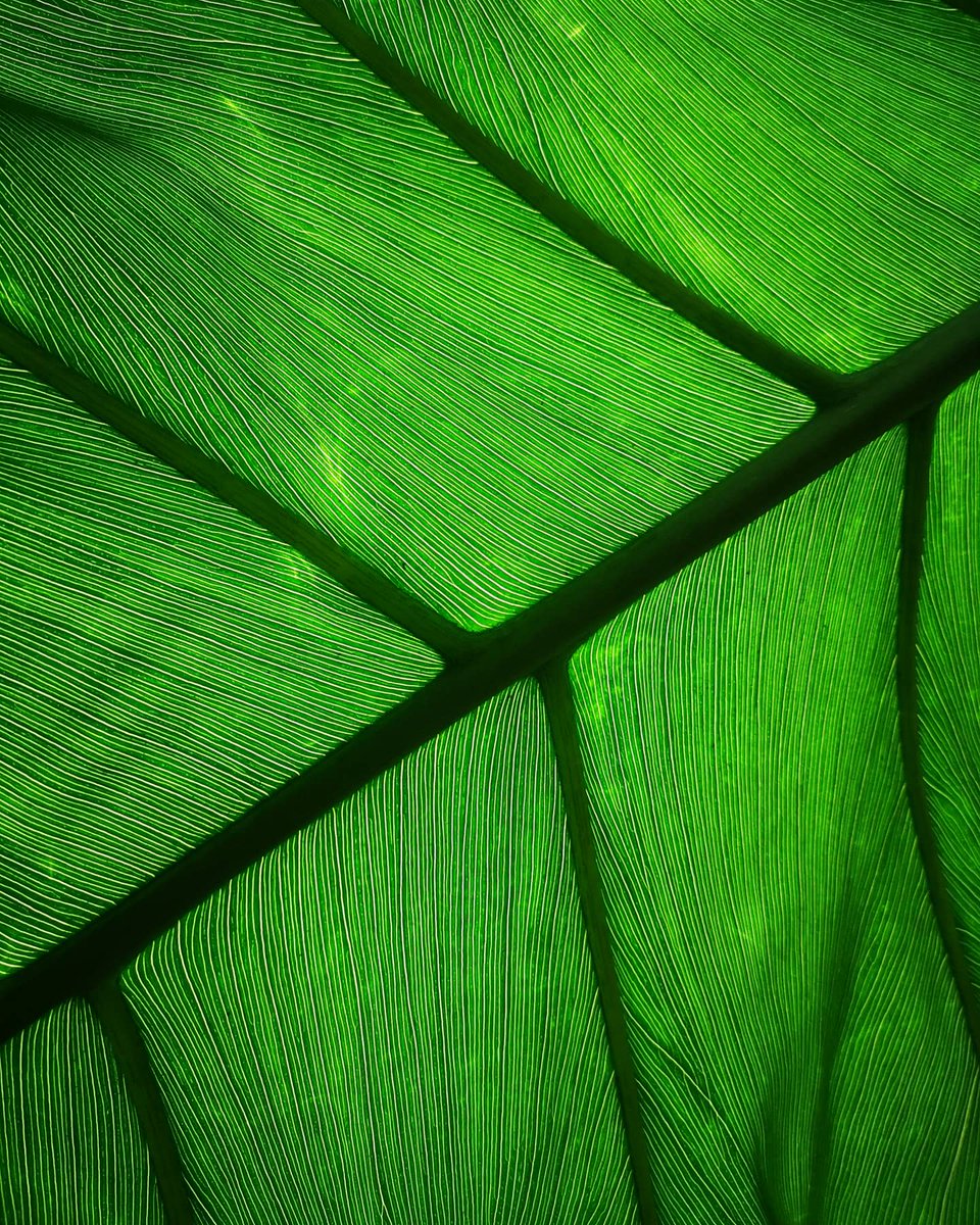 Mark Matthews tweet media