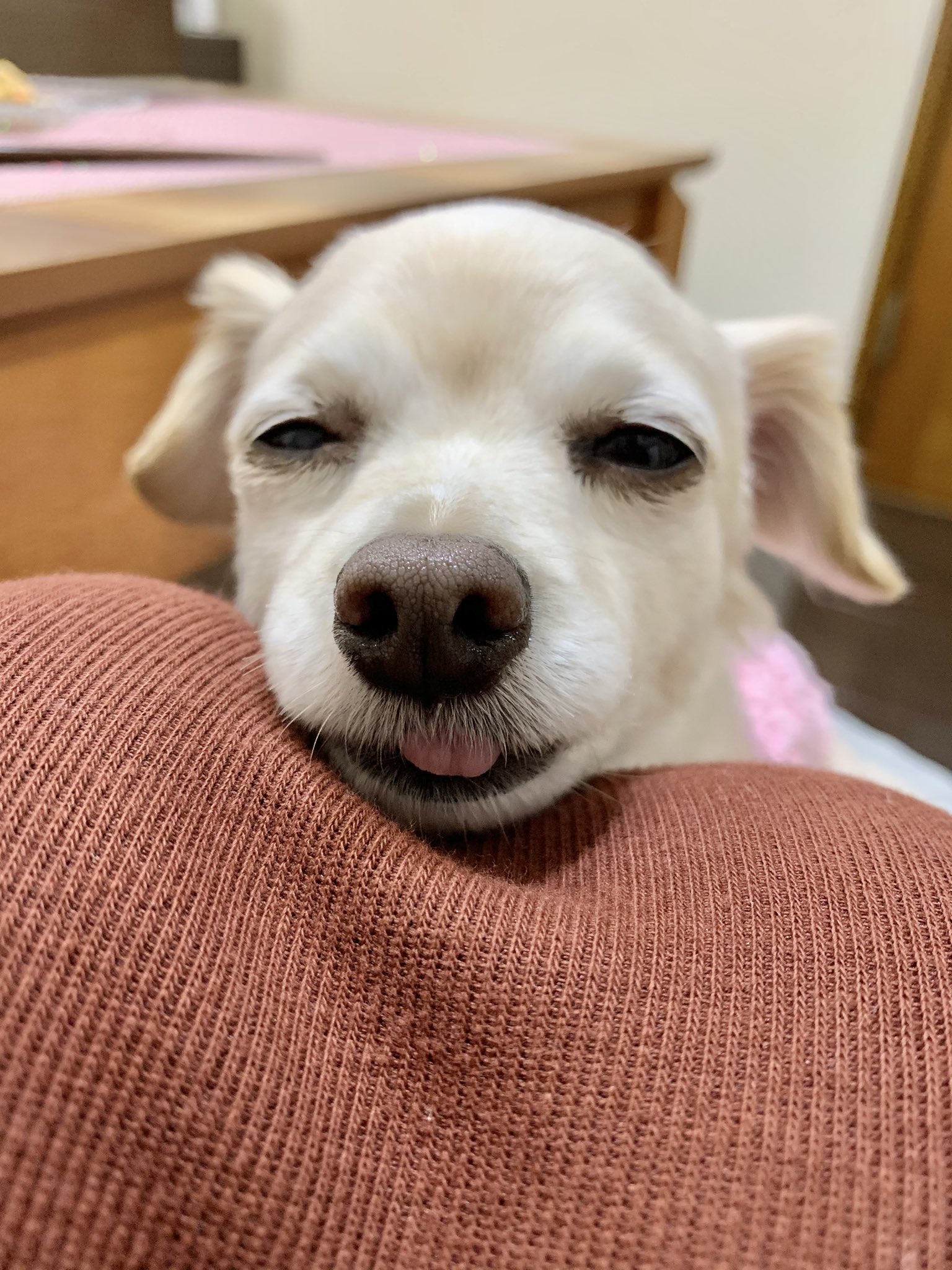 チワックスのレア お膝の上で眠たそうなレアちゃん 生まれたての子犬みたいな顔