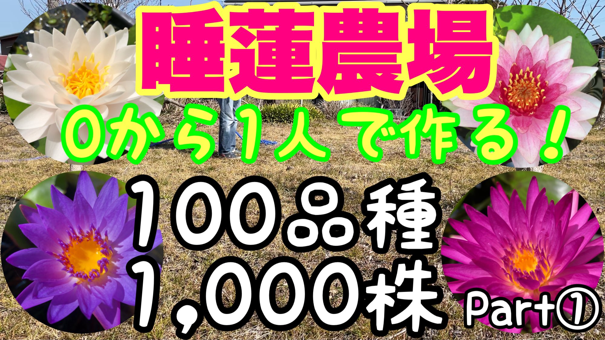 Kazuのメダカ睡蓮ビオトープ Kazu23kazu23k Twitter